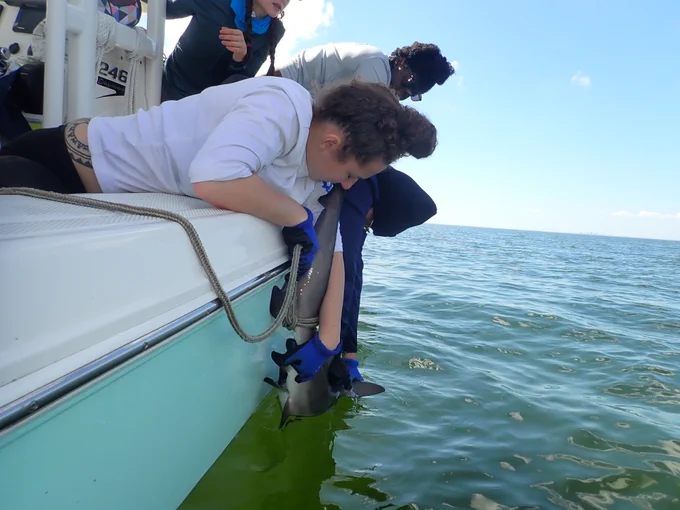 Jasmin supervises the crew as they workup and release a juvenile bull shark