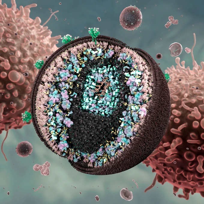 Close-up of the inside of an HIV virus