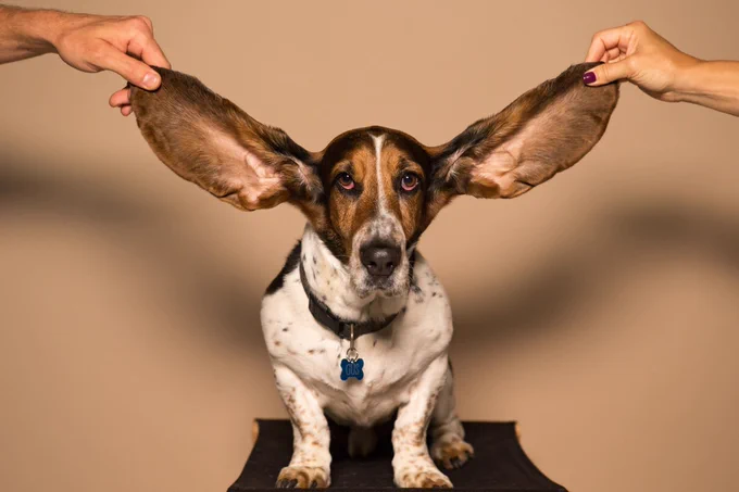 Cute dog with both ears stretched out