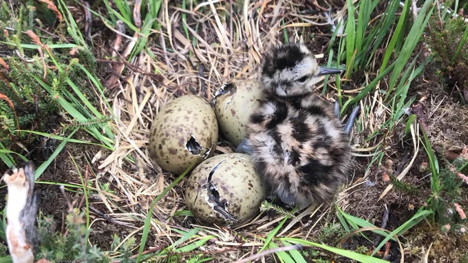 A nest on the ground with a hatched chick and eggs.