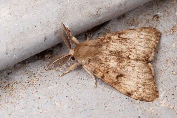 Male spongy moth sitting on a pale background