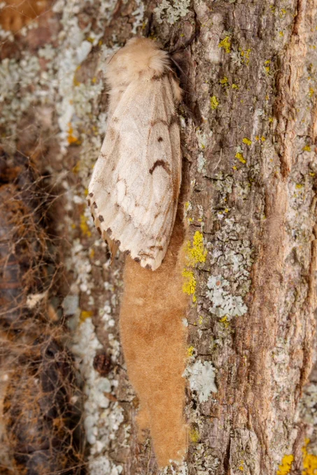 Female moth (Lymantria dispar) sitting on a treetrunk above an orange, spongy egg mass. 