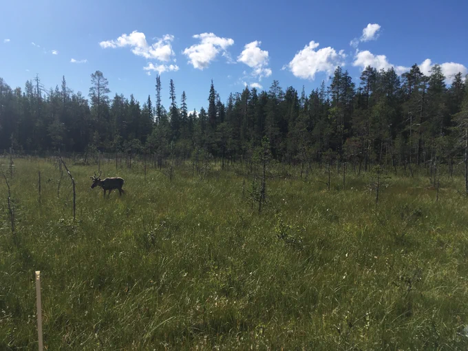 Reindeer in boreal fen