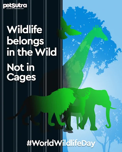 Let us remind ourselves of our duty to preserve and sustainably use the vast variety of life on the planet. Let us push for a more caring, thoughtful and sustainable relationship with nature - António Guterres (UN Secretary General) 
.
.
.
#worldwildlifeday #wildlifeday #wildlife #wildlifeconservation #nationalwildlifeday #worldwildlifeconservationday  #wildlifeonearth #petsutra #makingpetparentingeasy