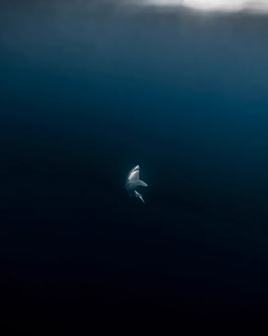 Distant underwater photo of a female white shark ascending to the surface