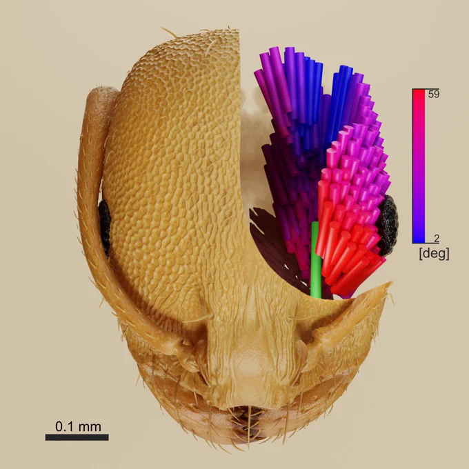 Rendering of the head and mandible closer muscle of a pharaoh ant Monomorium pharaonis from a micro-CT scan. Muscle fibers are colored in a gradient according to pennation angle to the force transmitting structure.