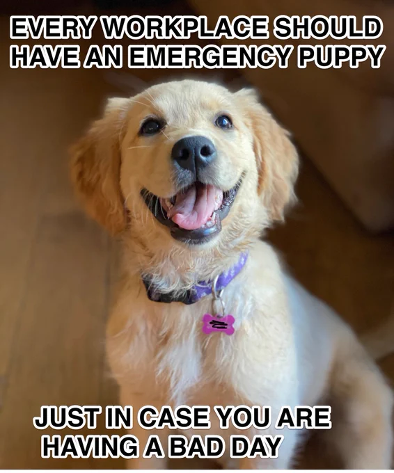 Puppy Beaker with Every workplace should have an emergency puppy just in case you ar having a bad day