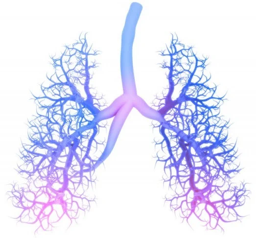 Artistic interpretation of bronchial branches in shades of blue and pink, on a white background.
