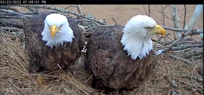 Close up of a pair of eagles in their nest by R. Robinson/USFWS