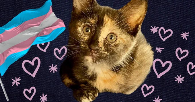 A small tortoiseshell kitten is superimposed with cartoon hearts and a blue, white and pink trans pride flag.