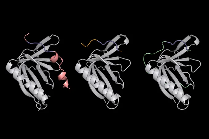 Illustration of SLiMs binding to ENAH proteins