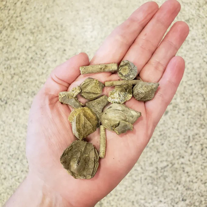 handful of some of the day's fossils, including blastoids, crinoids, brachiopods, bryozoans, etc.
