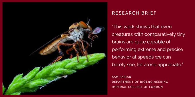 Photo:
Close-up of a predatory robber fly sitting on a plant.

Text:
RESEARCH BRIEF
“This work shows that even creatures with comparatively tiny brains are quite capable of performing extreme and precise behavior at speeds we can barely see, let alone appreciate.”
Sam Fabian 
Department of Bioengineering
Imperial College of London 