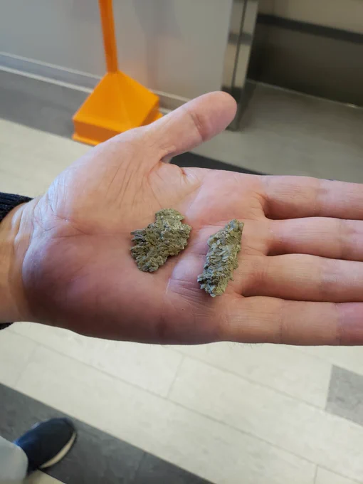 two squashed fossils in the palm of a hand