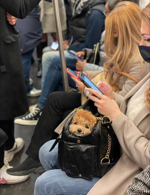 A woman is sitting on a train with a tiny brown puppy tucked in her purse. He surveys his surroundings with a little smile, plotting his next daring mission