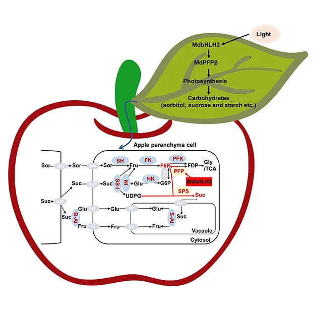 Flowchart moving from light hitting an apple leaf, through MdbHLH3, MdPFPβ, to photosynthesis, and carbohydrate production. The flowchart continues into the apple parenchyma cell and outlines the complex production of soluble sugars.