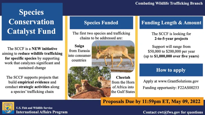 Infographic detailing the Species Conservation Catalyst Fund (SCCF) and showing two photos: one of a male saiga antelope walking in wet grassland in Russia, and one of four cheetahs laying on a rock in Benin. Key information on the SCCF includes: The SCCF is looking to fund 2-5 year projects on saiga and cheetah trafficking. Support will be up to one million dollars over five years. Proposals are due May 9th, 2022. Apply at www.GrantSolutions.gov. Funding opportunity F22AS00253.