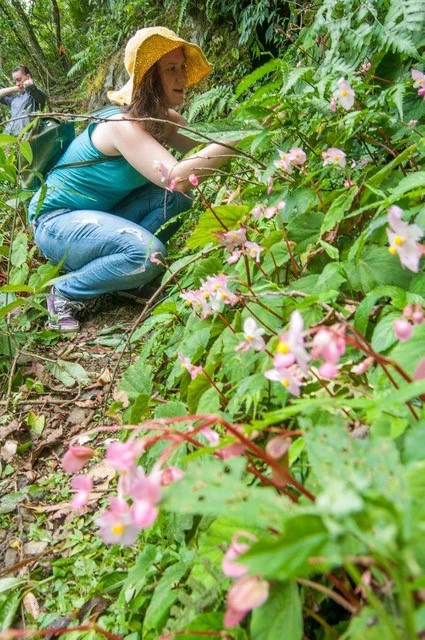 Pictured Lucia Campos collecting Begonias in China. 