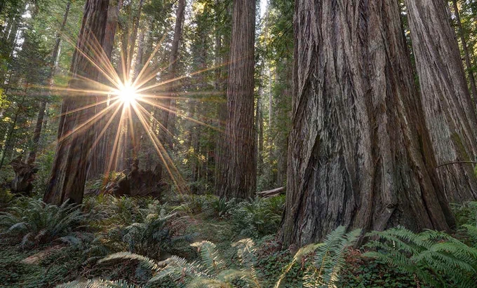  A bright burst of sunlight shines through the branches in a dark, dense redwood forest.