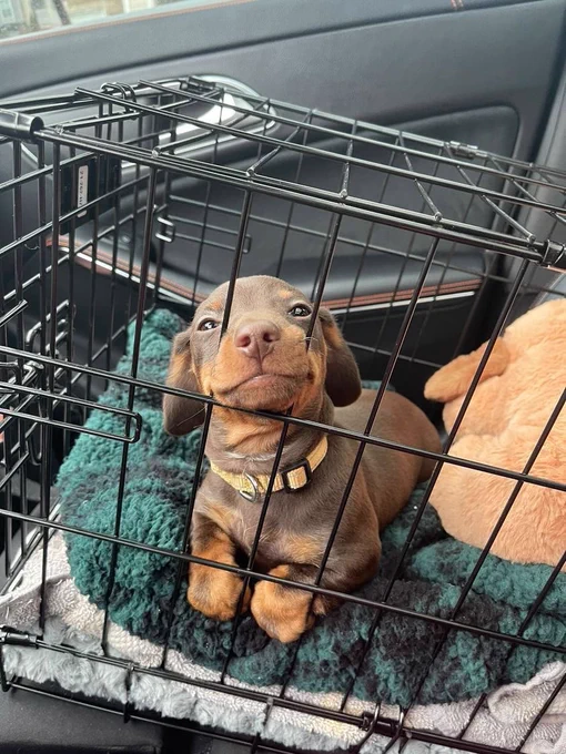 A tiny brown and tan puppy with a yellow collar is laying with his paws tucked in on a green blanket. He is in a crate & looks at you deeply with his nose between the bars