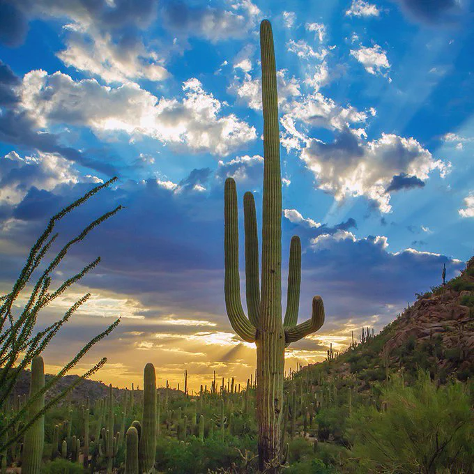 A tall cactus with thick arms stands among smaller cacti in a desert valley under a gorgeous sky filled with clouds and streaming sunlight. 