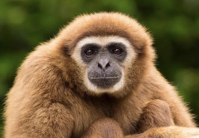 Picture of a primate