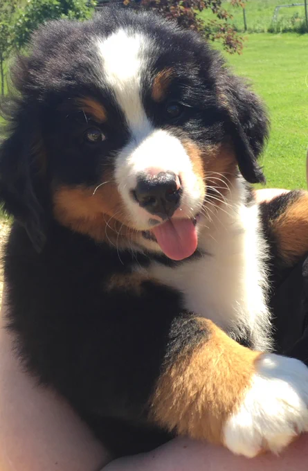 Baby baby Bunsen
