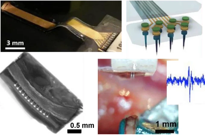 Images from preprint manuscript on developing microneedle nerve array (MINA). Top left: wired and fully connectorized array. Top right: close-up diagram of needle layout. Lower left: micro-CT image of unwired MINA chronically implanted in rodent vagus. Lower right: surgical image of MINA being inserted into nerve and example of intraneural action potential recorded with MINA.