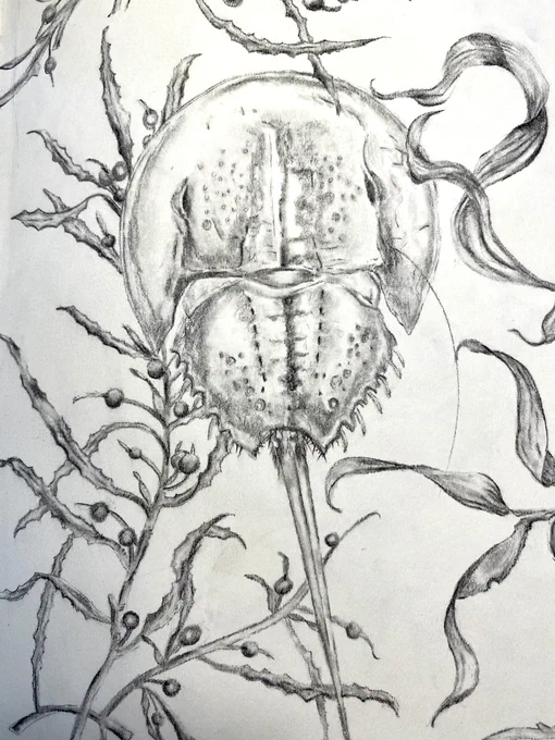 Horseshoe crab sketch, Deborah Mitchell, 2021