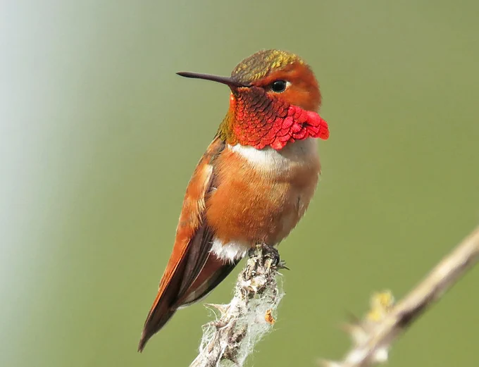 A Rufous hummingbird showing its bright iridescent red throat feathers and overall rusty-cinnamon plumage.