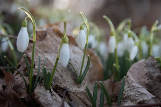 Snowdrops have 2 leaves & a single small white drooping bell-shaped flower in the middle. If you see a snowdrop, it means spring has started! 