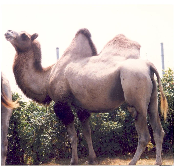 Princess and Baby (one camel is only partly in the image) on the back lawn of Rough Point, mischievously looking over a hedge