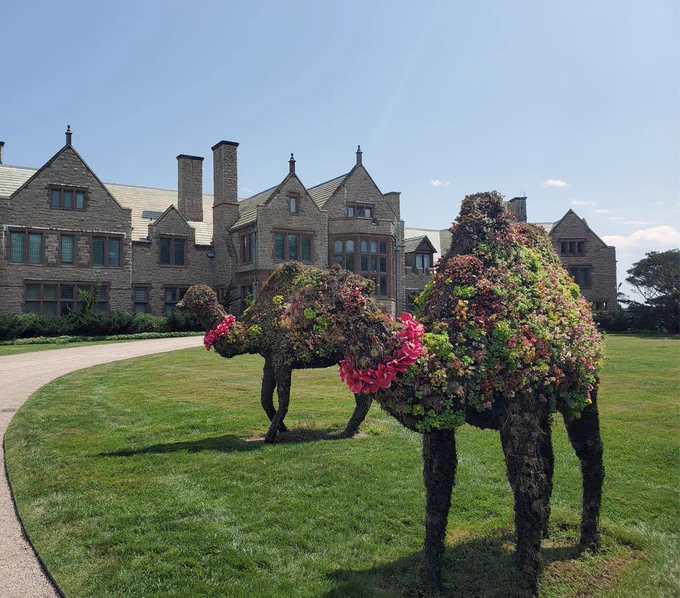 Living sculpture camels, shown mid-step, on the front circle of Rough Point, with the house in the background.