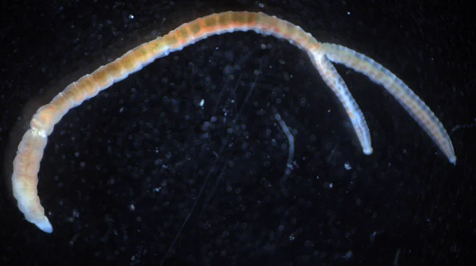 The two-tailed worm I originally found! This pic was taken while it was still alive.  Although both tails could move on their own, only the shorter one seemed to excrete waste.