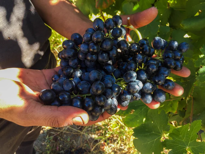 Andreas Syrah - 1st day of the 2022 harvest