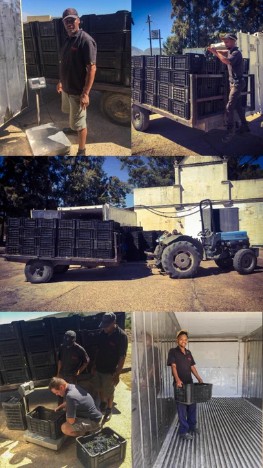 Andreas Syrah - 1st day of the 2022 harvest