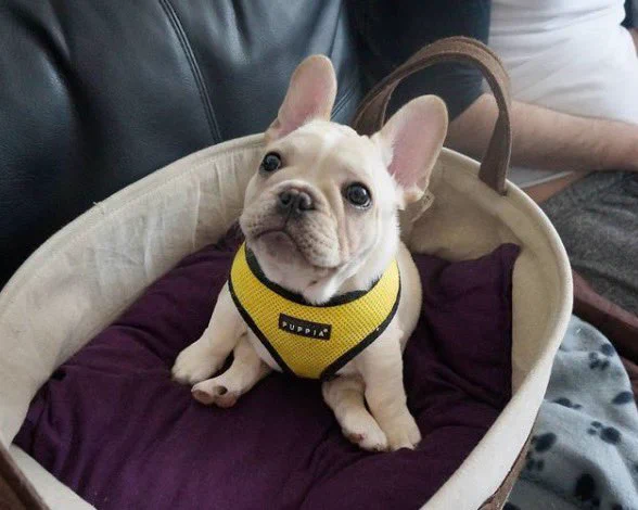 A tiny, cream colored french bulldog puppy with a yellow vest sits in a basket on a purple pillow. His front paws are outstretched, as he has been practicing for months & can finally touch his toes. Please clap