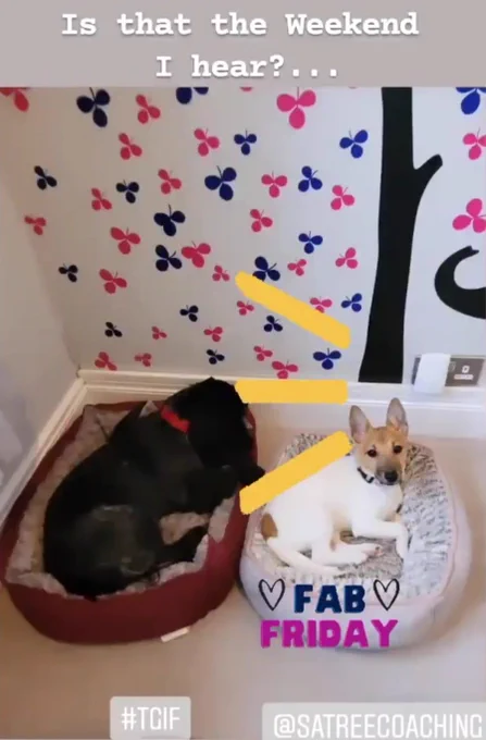 Is that the weekend I hear.  Jack Russell Puppy with ears alert