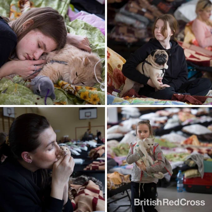Collage of four photographs. Top left showing a young girl asleep on bedding with a ginger cat by her head and a mouse cat toy. Top right shows a young girl wearing a black hoodie and holding a pug dog who is looking at the camera. Bottom left image shows a woman wearing a black hoodie kissing a hamster who she is holding up close to her face. Bottom right image shows a young girl wearing a grey and pink jacket holding a white cat. There are beds behind her.