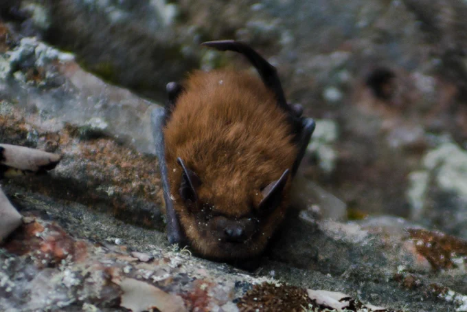 Big brown bat perched on rock. Photo: Kevin Chan.