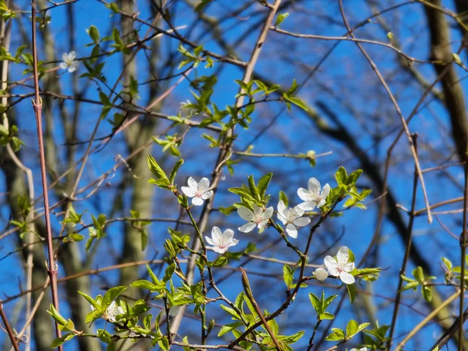 Tree branches with new green leaves and white blossoms