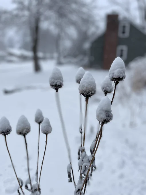 Echinacea seed heads topped with snow. A true coneflower