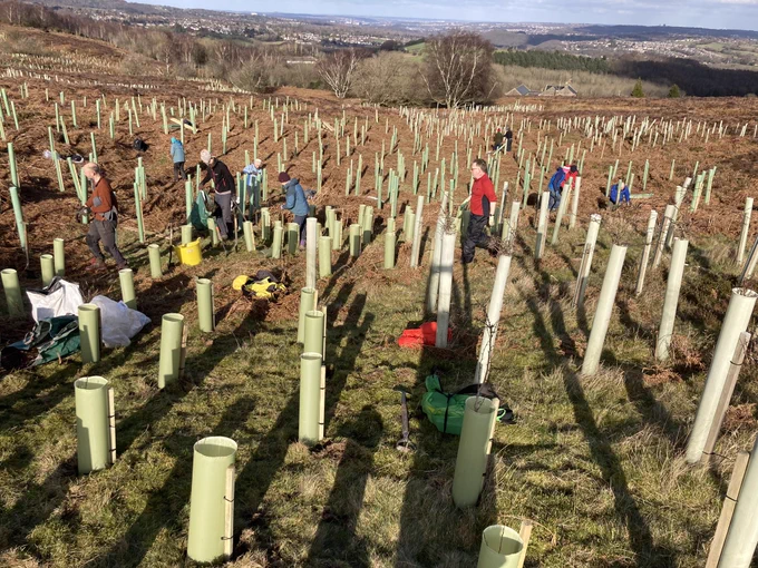 Tree planting on Totley Moor