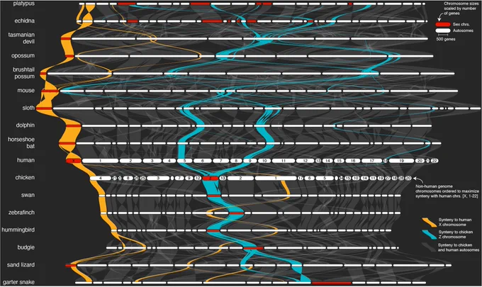 Structural evolution of mammalian X and avian Z sex chromosomes. The reptilian, avian, and mammalian sex chromosomes syntenic network across 17 representative vertebrate genomes (two reptile, five eutherian mammal, three marsupial, two monotremes, and five avian). The plot was generated by the GENESPACE function plot_riparian. Genomes are ordered vertically to maximize synteny between sequential pairwise genomes. Chromosomes are ordered horizontally to maximize synteny with the human chromosomes [X, Y, 1-22]. Regions containing syntenic orthogroup members to the mammalian X (gold) or avian Z (blue) chromosomes are highlighted. Take-homes: (1) sand lizard Z chromsomes is related to mammalian X, but not avian Z, (2) the budgie Z chromosome has a neo-autosomal fusion absent in all other birds, (3) monotreme X chromomes (which are weird) are non-syntenic with mammalian X, but partially related to the avian Z. 
