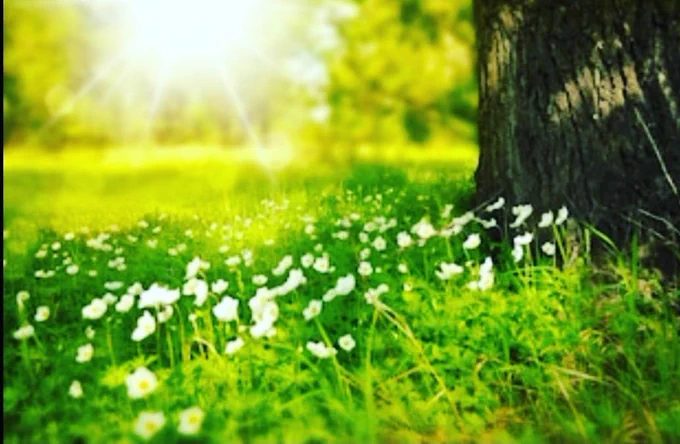 Fresh green spring grass. The grass is greener where we water it