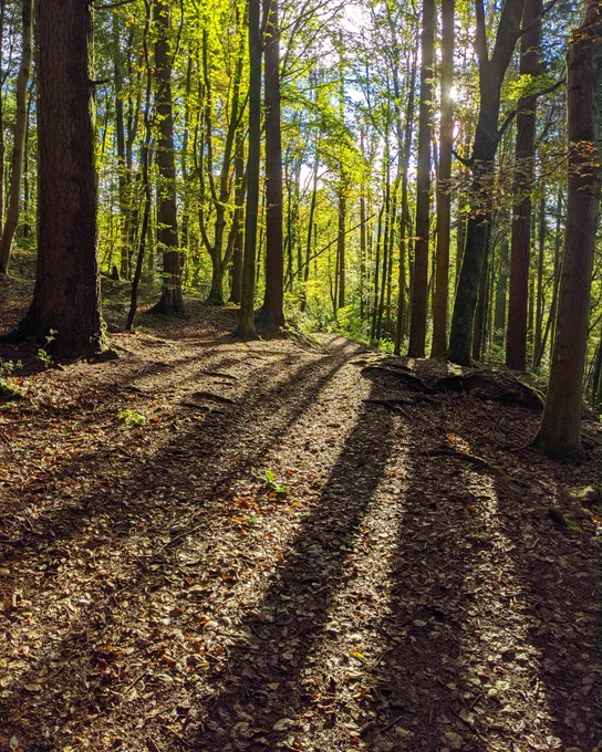Sunlight streaming through trees in forest.