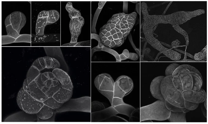 Propidium iodide stained buds of Physcomitrium patens WT and also a variety of developmental mutants that fail to establish and/or maintain 3D growth.