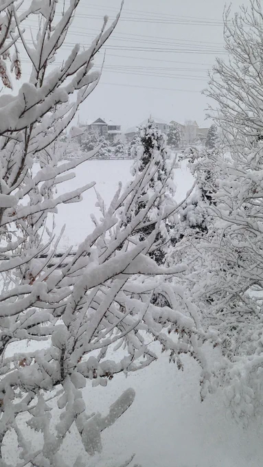 Trees and houses covered in a spring snowstorm
