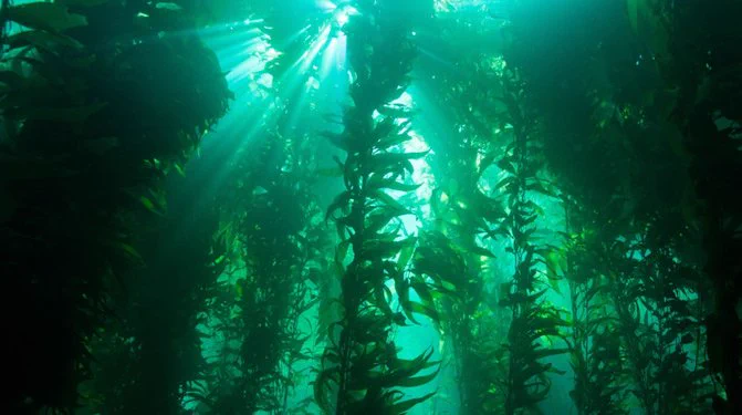 An underwater view of a kelp forest with sunlight beaming from the surface.