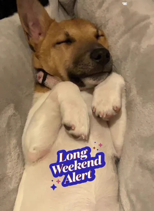 #dogsnoozing. #Longweekendalert